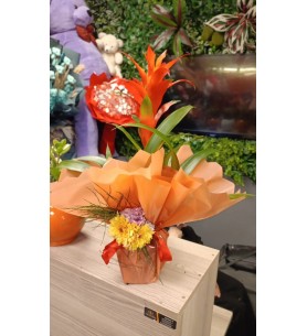 Guzmania